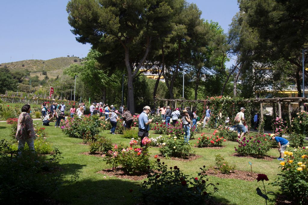 Concurs de Roses. Parc de Cervantes, grups de persones observant els roserars
