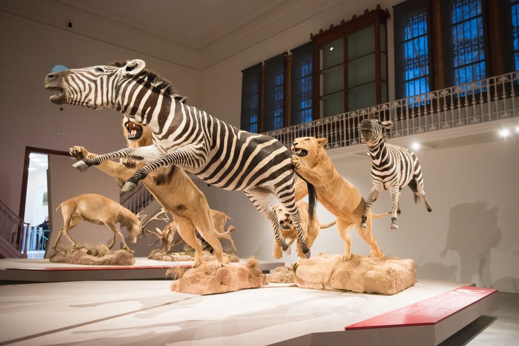 Conjunt d'animals dissecats exposats al Centre Martorell d'Exposicions