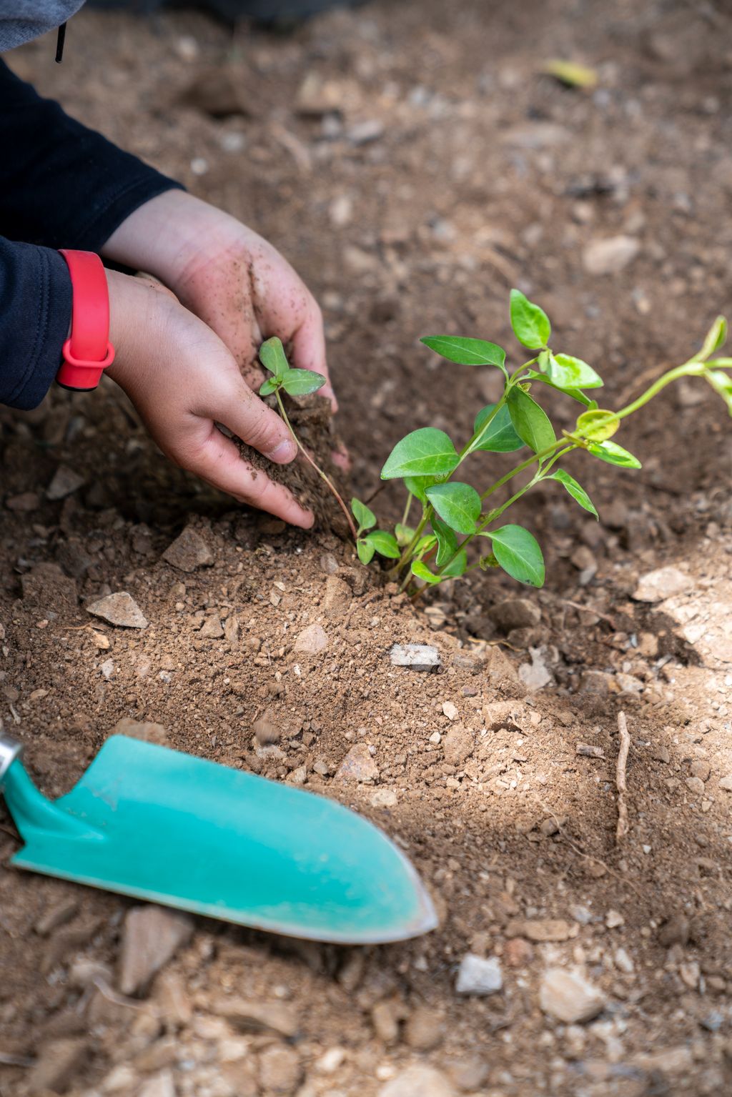Un infant cobreix amb terra la planta que acaba de trasplantar al parc del Guinardó