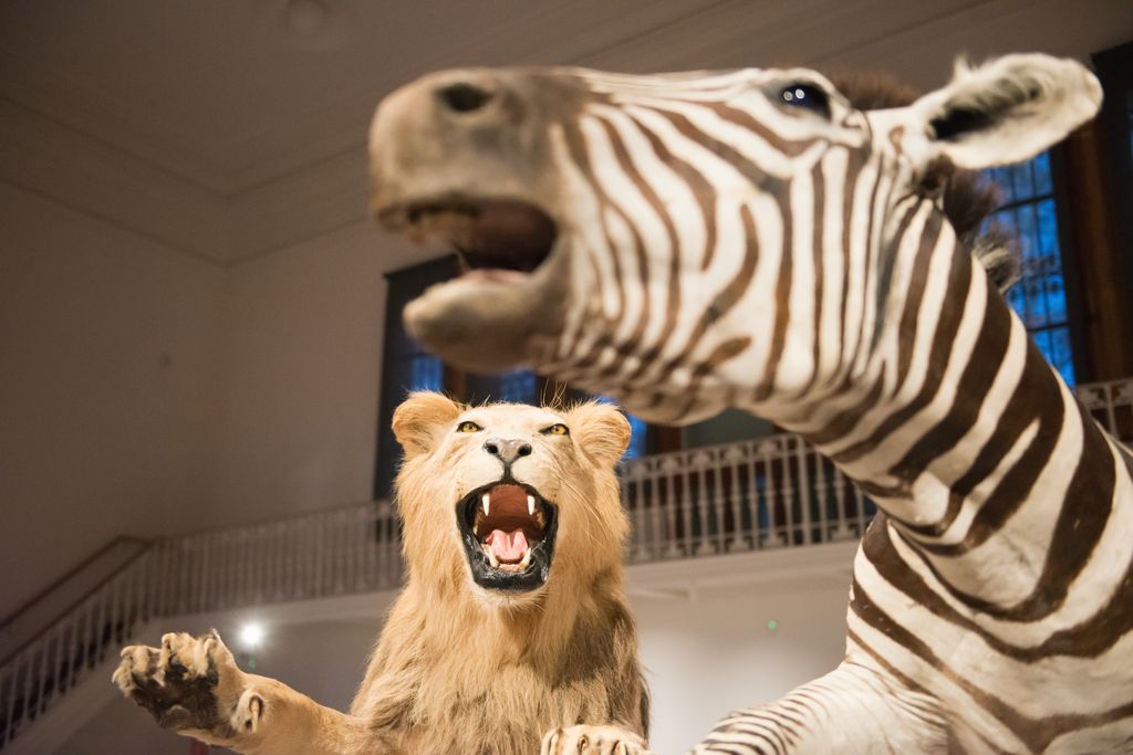 Una lleona i una zebra dissecades exposades al Centre Martorell d'Exposicions