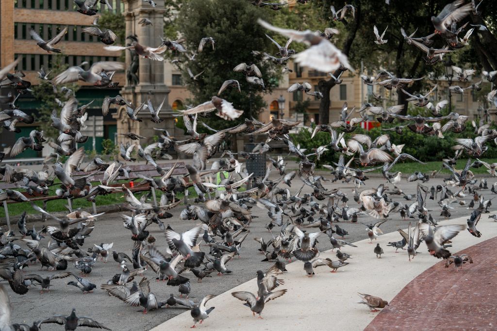 Una bandada de coloms aixeca el vol a la plaça de Catalunya