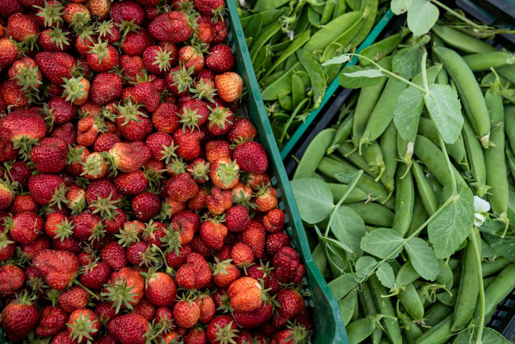Caixes amb pèsols, tirabecs i maduixes acabades de collir