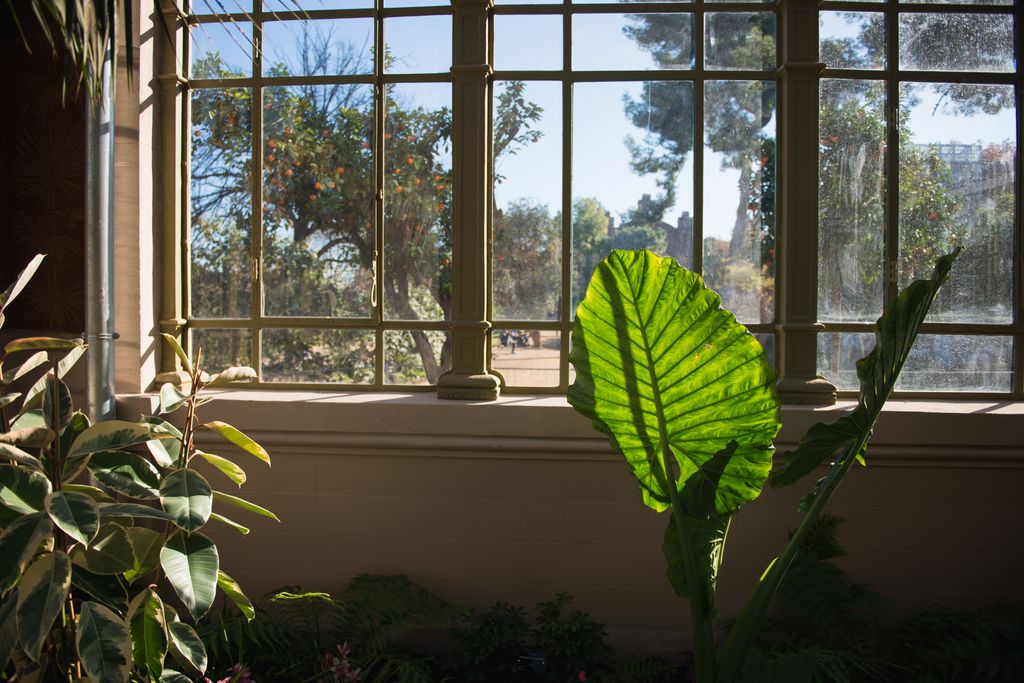 Detall de plantes al costat d'una finestra a l'hivernacle del parc de la Ciutadella