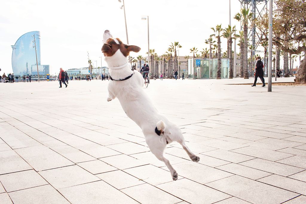 Gos jugant al Passeig Marítim de la Barceloneta