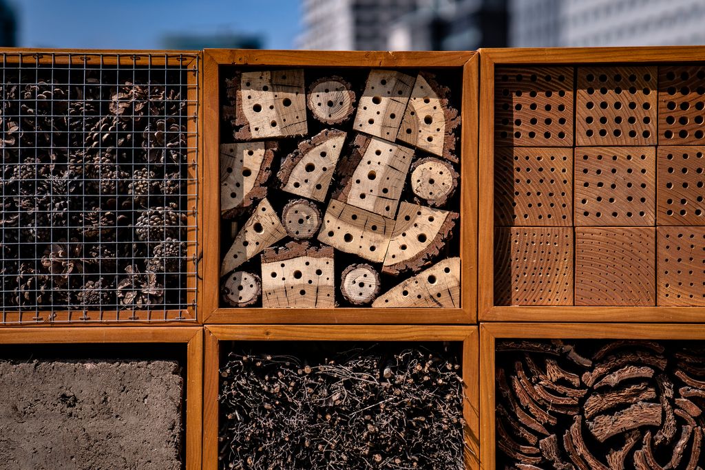 Insectari del Terrat Viu del Museu Blau