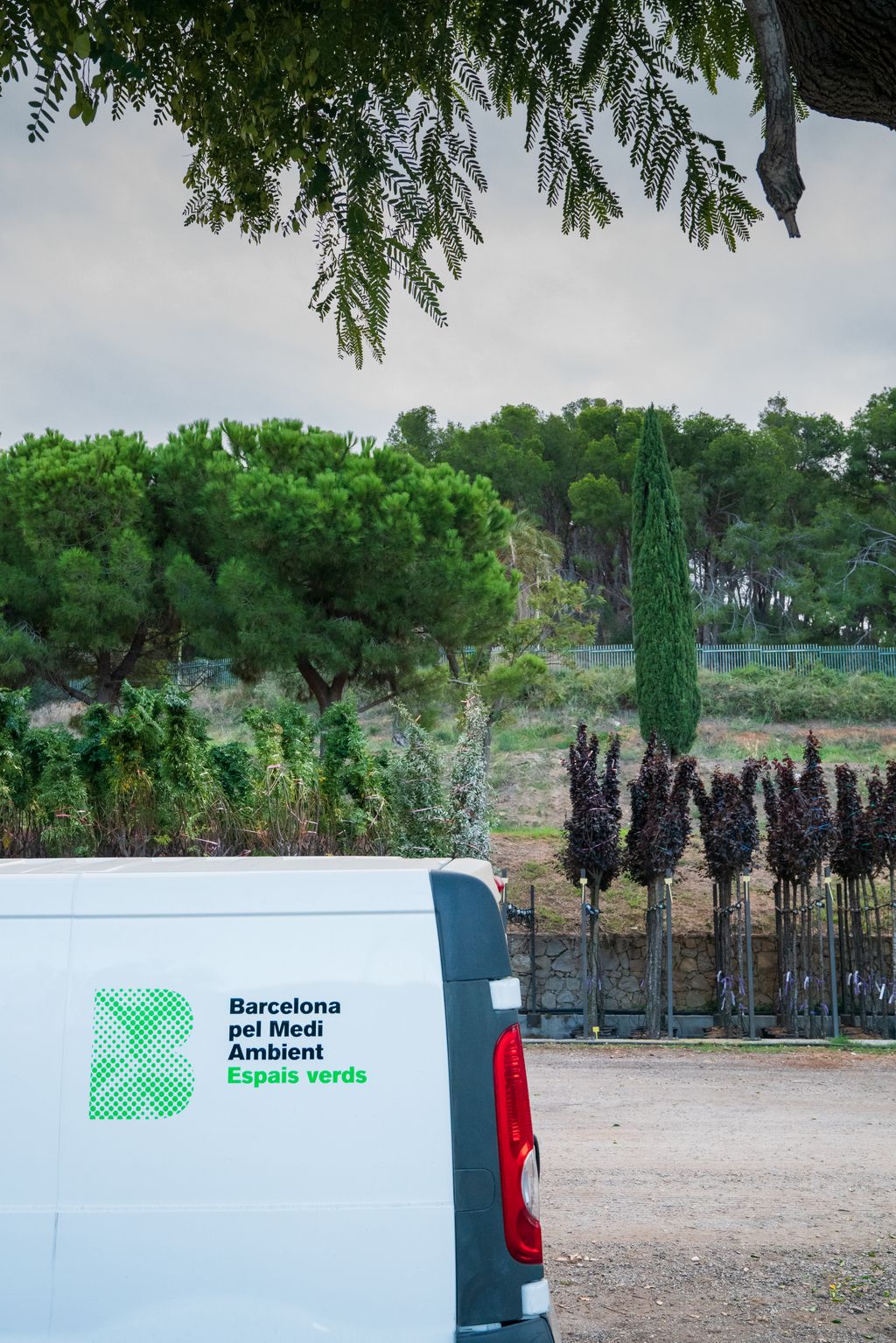 Part posterior d'un vehicle de Barcelona pel Medi Ambient. Darrere d'aquest hi ha diferents arbres preparats per ser traslladats i plantats en una altra zona.