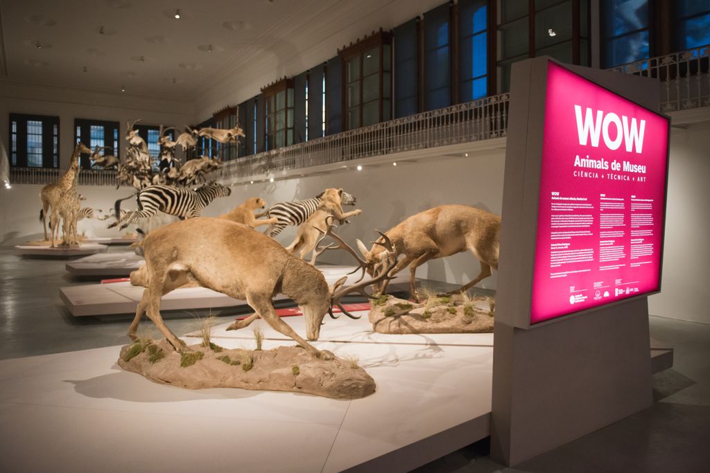 Conjunt d'animals dissecats exposats al Centre Martorell d'Exposicions En un lateral, una pantalla amb informació de l'exposició “Wow”