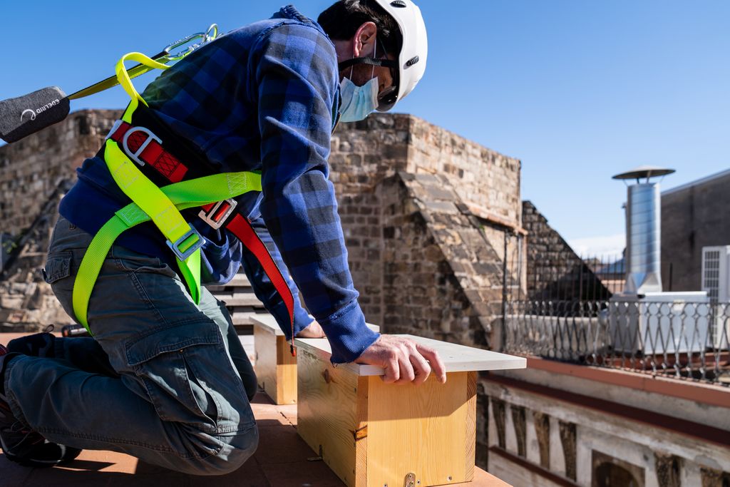 Un tècnic de Medi Ambient amb dos nius per a gralles dalt d'un terrat. El treballador porta l'equipament de seguretat corresponent per evitar els riscos laborals