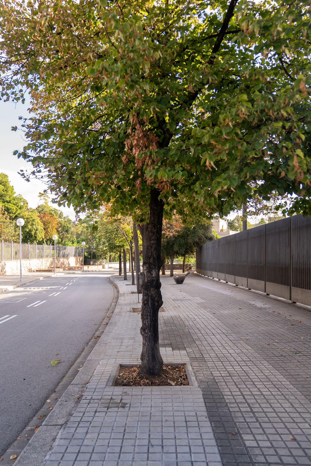 Un arbre a la vorera amb l’escocell net, sense fulles.