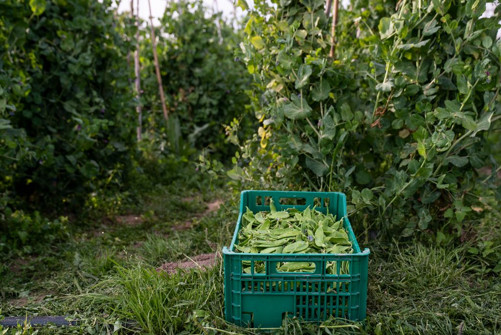 Caixa amb pèsols acabats de collir i encara amb les gotes de la rosada