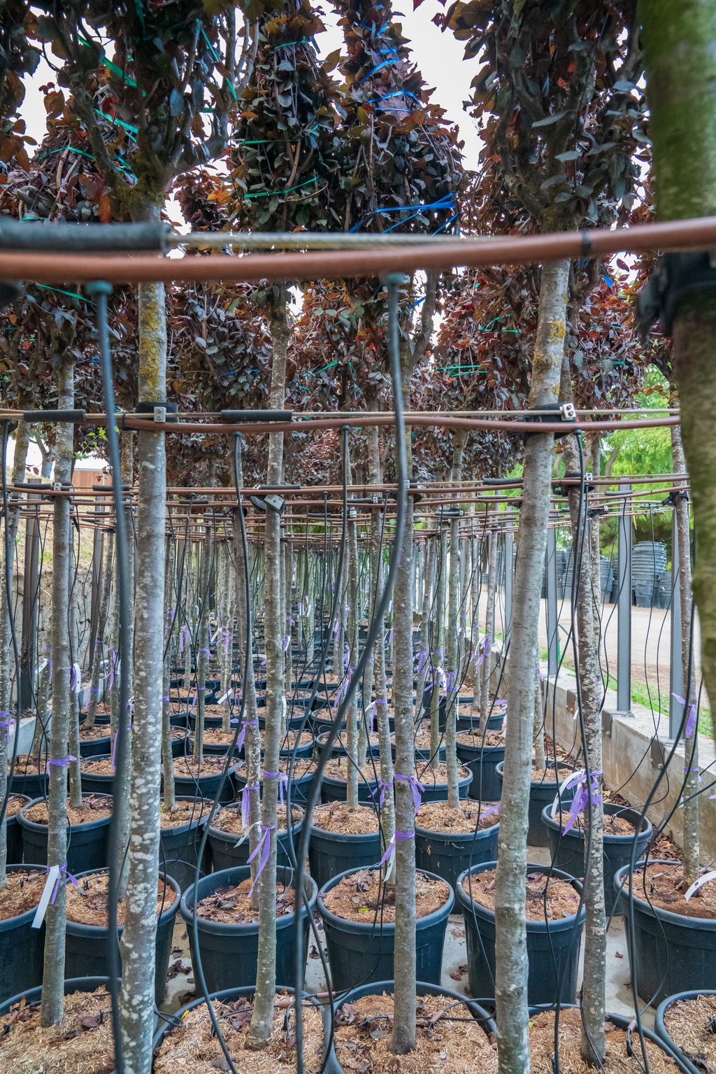 Planters d'arbres preparats per ser traslladats i plantats a una altra zona