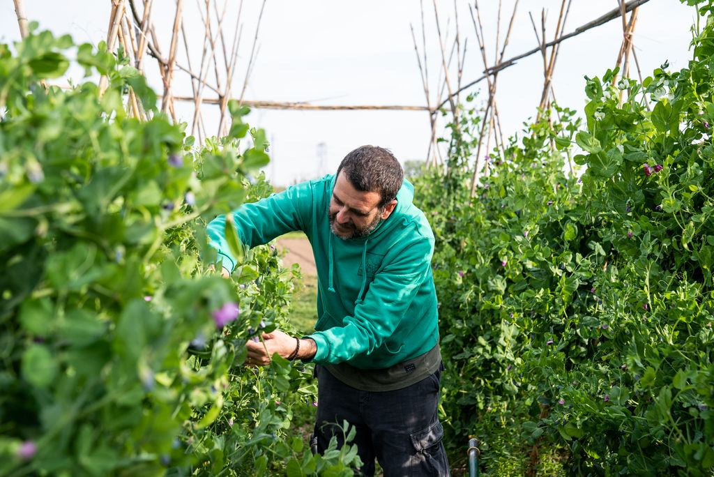 Un agricultor cull tirabecs dels emparrats a un camp al Pla del Bon Repòs