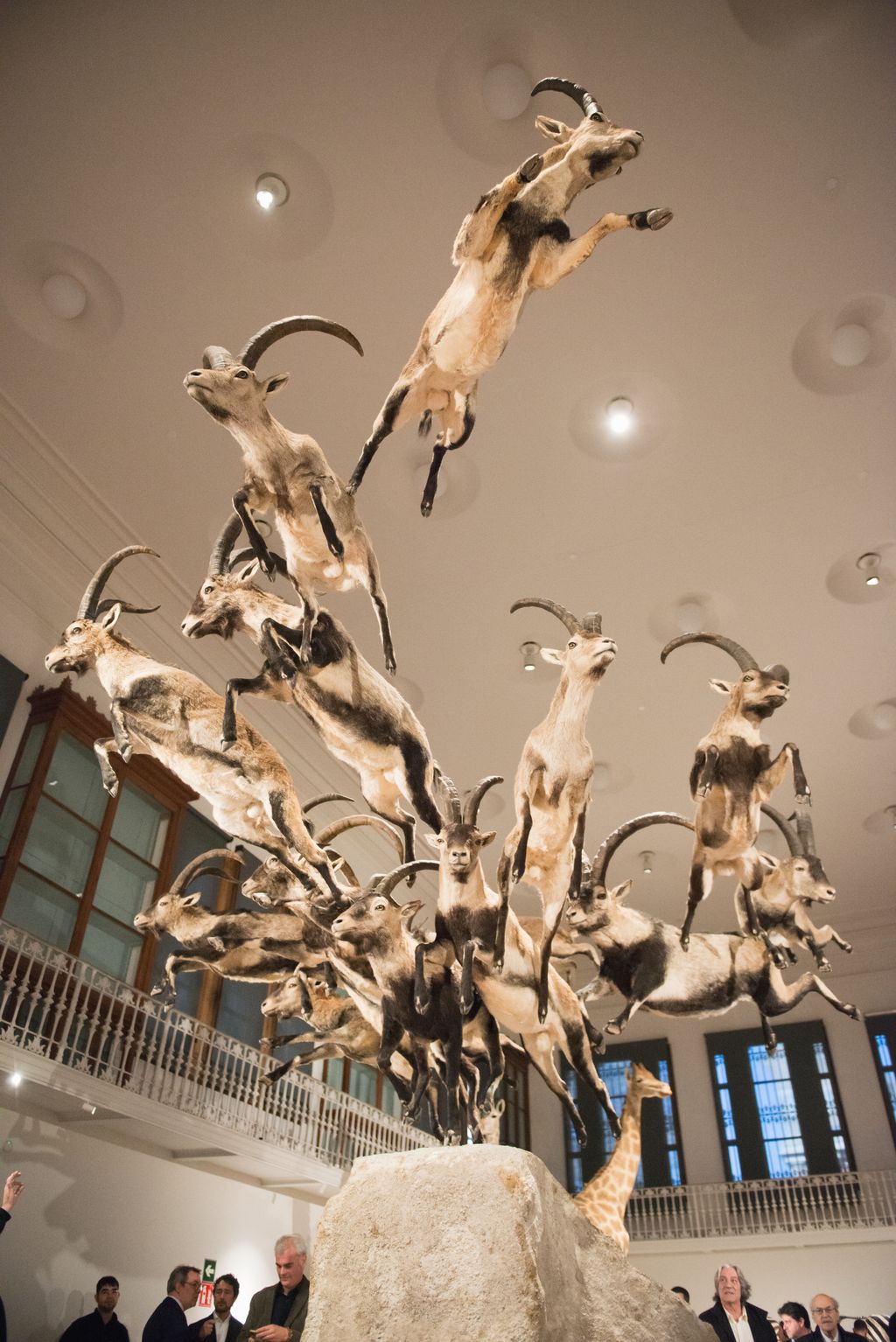 Diferents cabres munteses dissecades exposades al Centre Martorell d'Exposicions