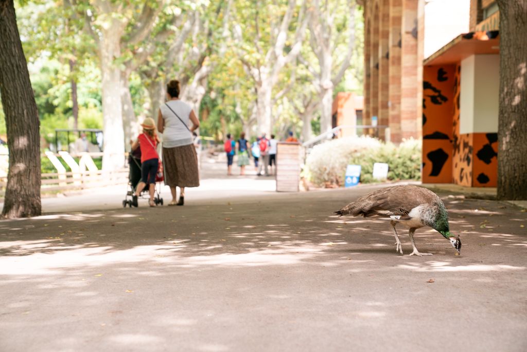 Un paó picoteja el terra mentre passeja lliure pel Zoo. Al fons, es veuen persones caminant
