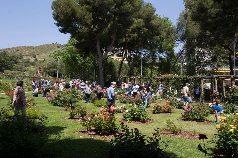 
             Concurs de Roses. Parc de Cervantes, grups de persones observant els roserars
             Autor: Òscar Giralt
             Mostra els detalls de la imatge Concurs de Roses. Parc de Cervantes, grups de persones observant els roserars
             