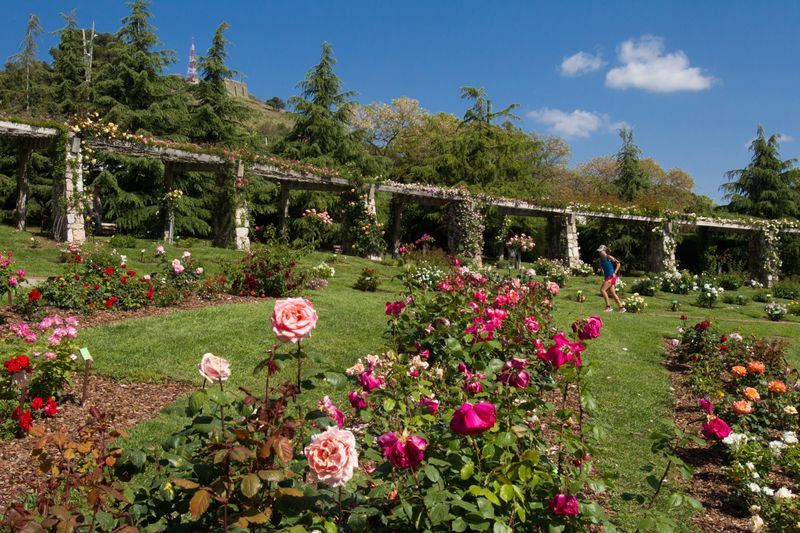 <div class='imageHoverDetail'>
             <p class='imageHoverTitle twoLineBreak'>Parc de Cervantes. Rosers</p>
             <p class='imageHoverAutor oneLineBreak'>Autor: Òscar Giralt</p>
             <button class='imageHoverBtn'>Mostra els detalls de la imatge <span class='sr-only'>Parc de Cervantes. Rosers</span></button>
             </div>