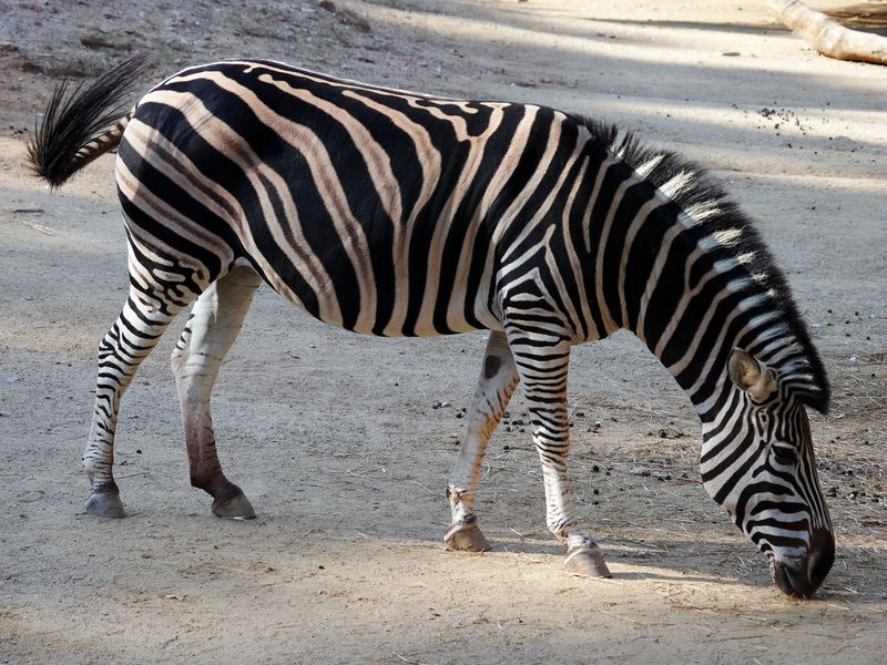 <div class='imageHoverDetail'>
             <p class='imageHoverTitle twoLineBreak'>Animals del Zoo de Barcelona. Zebra</p>
             <p class='imageHoverAutor oneLineBreak'>Autor: Vicente Zambrano González</p>
             <button class='imageHoverBtn'>Mostra els detalls de la imatge <span class='sr-only'>Animals del Zoo de Barcelona. Zebra</span></button>
             </div>