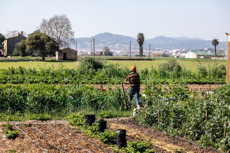 
             Un pagès treballa al seu camp a prop de Barcelona, amb el Tibidabo al fons
             Autor: Edu Bayer
             Mostra els detalls de la imatge Un pagès treballa al seu camp a prop de Barcelona, amb el Tibidabo al fons
             