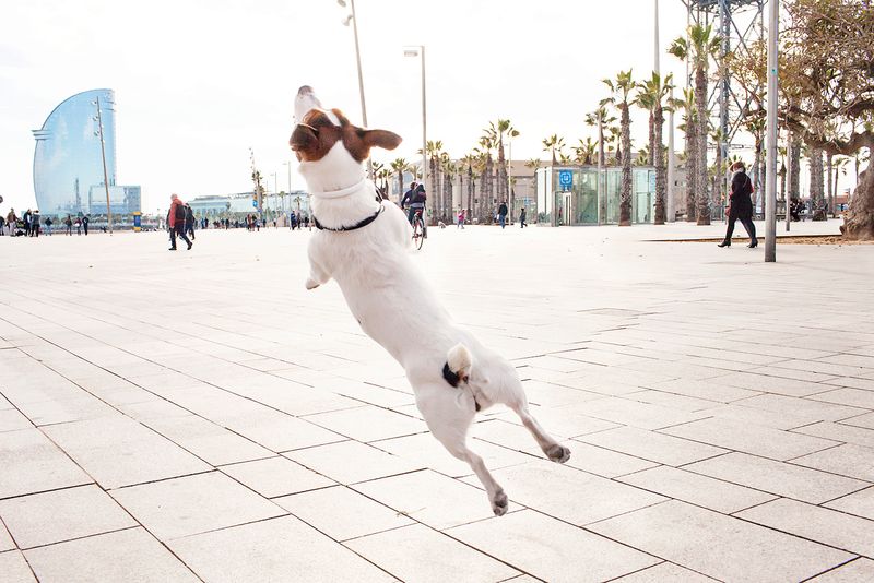 <div class='imageHoverDetail'>
             <p class='imageHoverTitle twoLineBreak'>Gos jugant al Passeig Marítim de la Barceloneta</p>
             <p class='imageHoverAutor oneLineBreak'>Autor: Paola de Grenet</p>
             <button class='imageHoverBtn'>Mostra els detalls de la imatge <span class='sr-only'>Gos jugant al Passeig Marítim de la Barceloneta</span></button>
             </div>