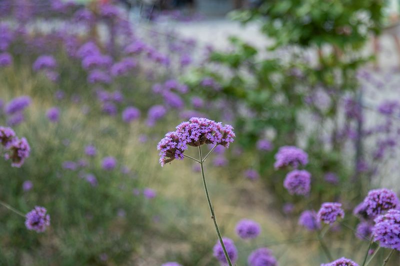 <div class='imageHoverDetail'>
             <p class='imageHoverTitle twoLineBreak'>Detall de les flors liles dels jardins de la Mediterrània</p>
             <p class='imageHoverAutor oneLineBreak'>Autor: Mariona Gil</p>
             <button class='imageHoverBtn'>Mostra els detalls de la imatge <span class='sr-only'>Detall de les flors liles dels jardins de la Mediterrània</span></button>
             </div>