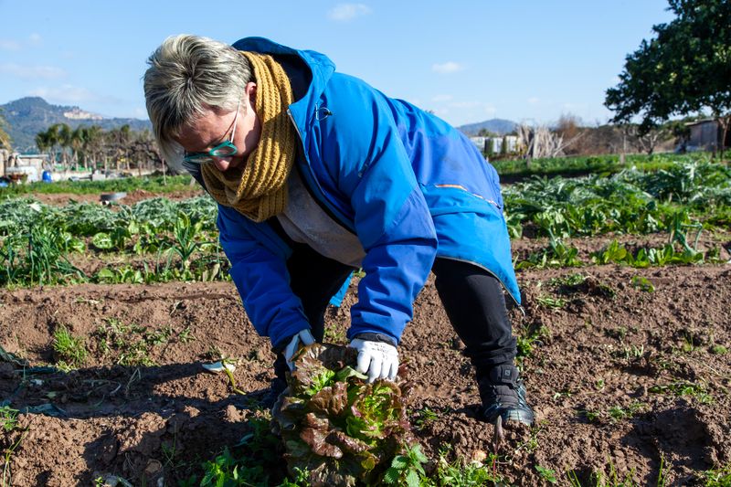 
             Una pagesa cull un enciam plantat en una renglera de cultius a un camp
             Autor: Curro Palacios
             Mostra els detalls de la imatge Una pagesa cull un enciam plantat en una renglera de cultius a un camp
             