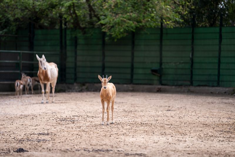 <div class='imageHoverDetail'>
             <p class='imageHoverTitle twoLineBreak'>Cria d’òrix blanc al seu hàbitat al Zoo de Barcelona</p>
             <p class='imageHoverAutor oneLineBreak'>Autor: Martí Petit</p>
             <button class='imageHoverBtn'>Mostra els detalls de la imatge <span class='sr-only'>Cria d’òrix blanc al seu hàbitat al Zoo de Barcelona</span></button>
             </div>