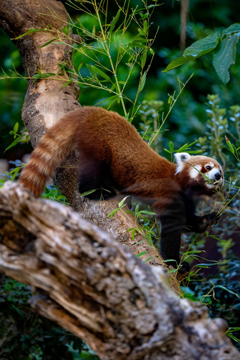 <div class='imageHoverDetail'>
             <p class='imageHoverTitle twoLineBreak'>Panda vermell del Zoo de Barcelona</p>
             <p class='imageHoverAutor oneLineBreak'>Autor: Laura Guerrero</p>
             <button class='imageHoverBtn'>Mostra els detalls de la imatge <span class='sr-only'>Panda vermell del Zoo de Barcelona</span></button>
             </div>