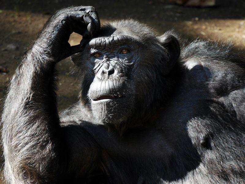 <div class='imageHoverDetail'>
             <p class='imageHoverTitle twoLineBreak'>Animals del Zoo de Barcelona. Ximpanzé</p>
             <p class='imageHoverAutor oneLineBreak'>Autor: Vicente Zambrano González</p>
             <button class='imageHoverBtn'>Mostra els detalls de la imatge <span class='sr-only'>Animals del Zoo de Barcelona. Ximpanzé</span></button>
             </div>