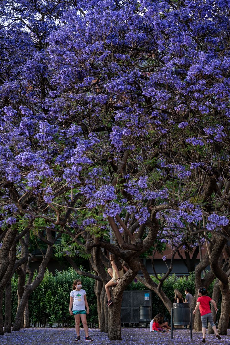<div class='imageHoverDetail'>
             <p class='imageHoverTitle twoLineBreak'>Infants jugant al parc de La Pegaso sota un espectacular arbre en flor</p>
             <p class='imageHoverAutor oneLineBreak'>Autor: Laura Guerrero</p>
             <button class='imageHoverBtn'>Mostra els detalls de la imatge <span class='sr-only'>Infants jugant al parc de La Pegaso sota un espectacular arbre en flor</span></button>
             </div>
